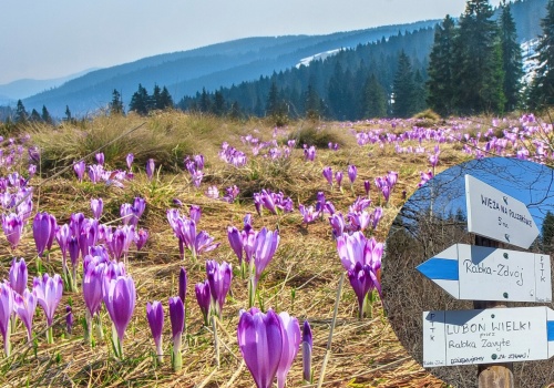 Solankowa duma PRL i Europy. Brama do Gorców i świata krokusów