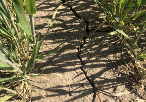 Rolnictwo naznaczone klęskami. Wstrząsająca skala problemu w Badaniu Farmera