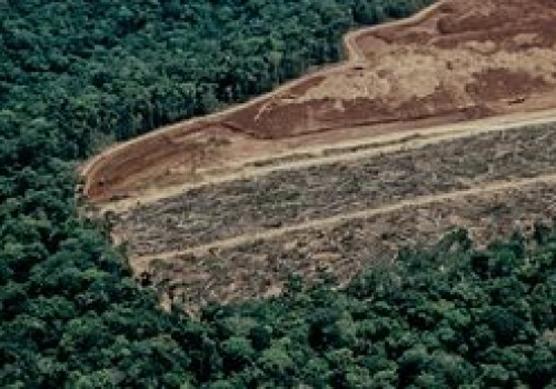 Satelity na pomoc lasom Amazonii. Są konstrukcją polsko-fińską