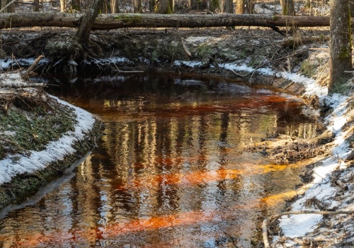 Niezwykłe zjawisko w polskich lasach. Dlaczego woda wygląda jak herbata?