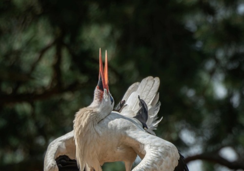 Wielka fala ptaków leci z Afryki. Niektóre z nich już dotarły do Polski