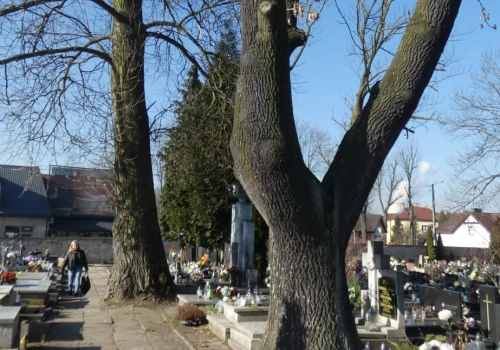 Cmentarz pechnicki botanicznie i geologicznie