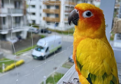 Ktoś zastrzelił papugę Rogera na krakowskim osiedlu. Następnego dnia pojawiła się szokująca kartka