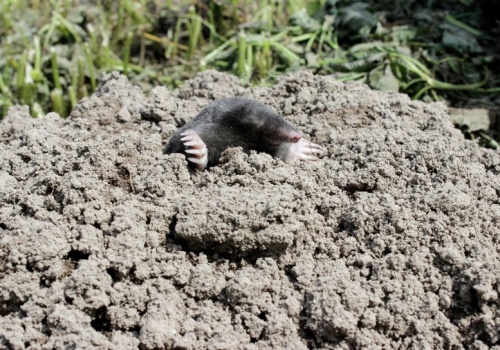 Włóż to do kopca. Długo nie zobaczysz kreta w ogrodzie