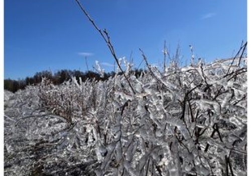Pomoc po przymrozkach nie trafi do wszystkich sadowników. Oto dlaczego