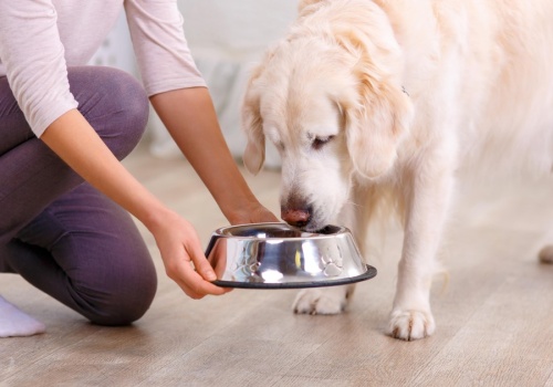 Co naprawdę trafia do misek naszych pupili? Niepokojące wyniki kontroli karmy dla psów i kotów