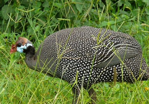 Jeśli ten ptak zjawi się w ogrodzie, już po kleszczach. Wyłapie wszystkie
