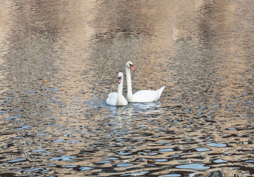 Łabędzie i sowy wróciły na wolność
