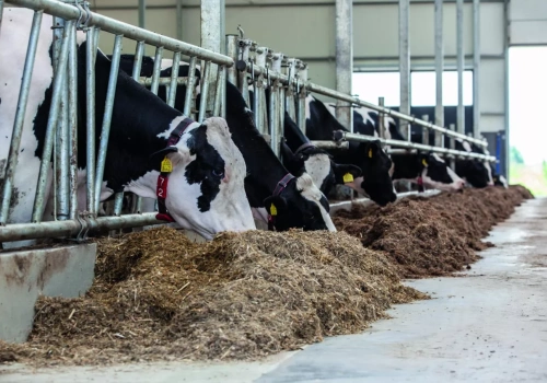 Zdrowotne pułapki wysokiej wydajności mlecznej – jak uchronić stado przed kryzysem?