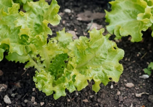 Ten sposób wysiewu sałaty daje rekordowe plony. Główki będą ogromne i chrupiące