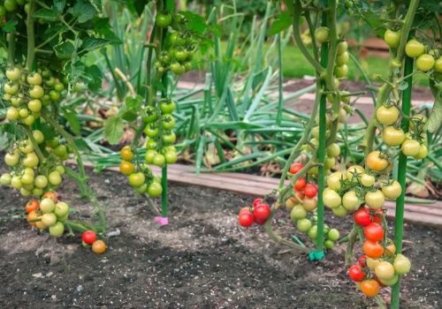 Sadzisz to obok pomidorów? Nie dziw się, że słabo owocują