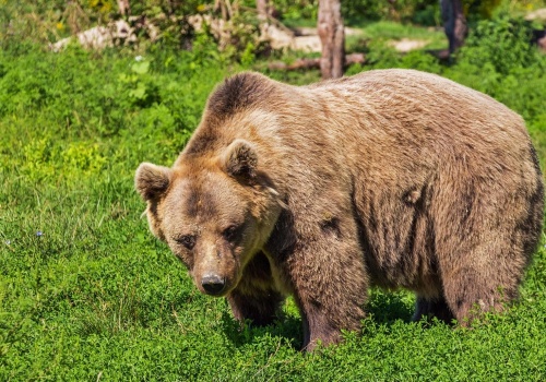 Niedźwiedź zaatakował mężczyznę w Bieszczadach. Do zdarzenia doszło niedaleko zabudowań