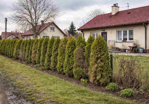 Zastąp tuje tą rośliną. ZERO przycinania, 100% elegancji, gęsty mur cały rok