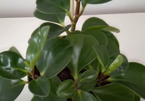 Ta roślina to królowa wytrzymałości. Bije na głowę całą resztę, nowy lider