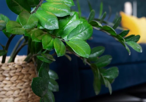 Wystarczy jeden ziemniak z garnka. Ten trik pobudza zamiokulkasa do wzrostu