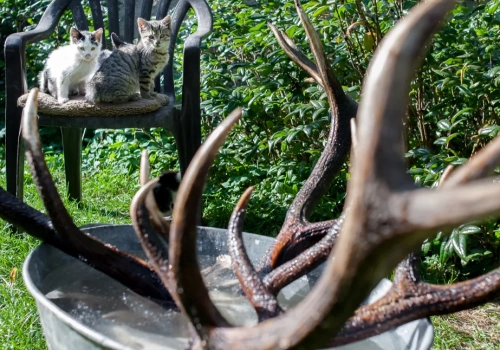 Sezon na „leśne złoto”. Zbieranie poroża jest legalne, ale pod warunkami