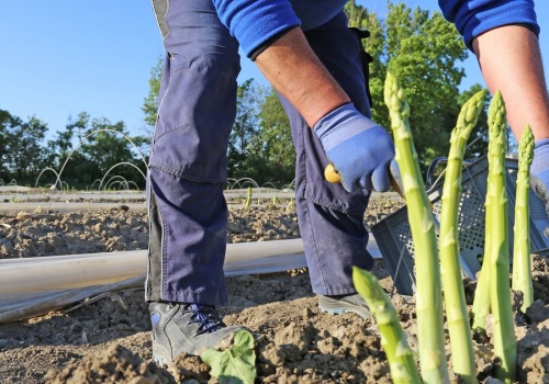 Harówka przy szparagach u Niemca. Tyle zapłaci Polakom. 