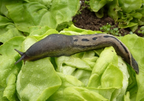Ślimaki natychmiast wyniosą się z ogrodu. Bezpiecznie i skutecznie