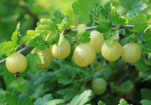 Rozsyp w marcu pod agrestem. Latem będziesz mieć zatrzęsienie owoców