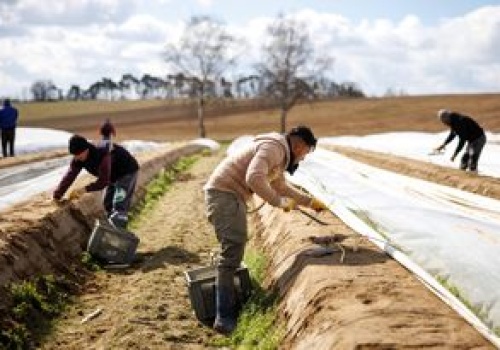 Sezon na szparagi w Niemczech. Ile realnie zarobią Polacy w 2026 r.?