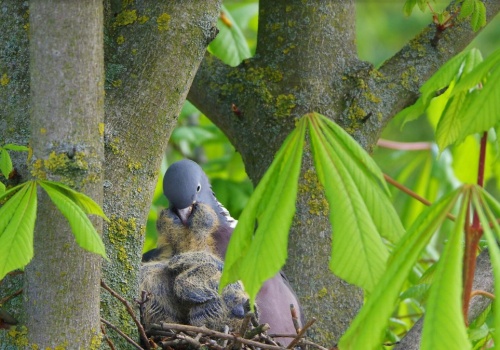 Jeśli chcesz usunąć krzewy, uważaj. Możesz złamać zakaz związany z ptakami