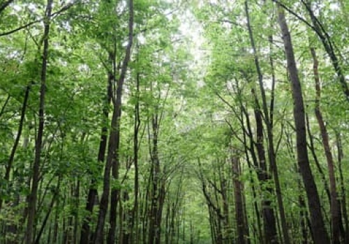 Lasoterapia oraz kąpiel leśna. Zdrowie i spokój najszybciej odnajdziesz w lesie