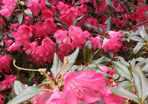 Ogrodnicy robią to z gałązką rododendrona w marcu. Za rok mają kilka nowych krzewów