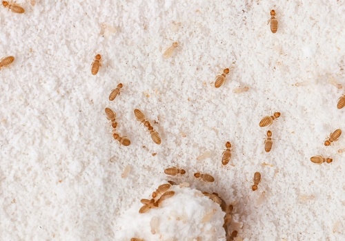 Te owady rozmnażają się błyskawicznie. Gdy je zauważysz, reaguj natychmiast