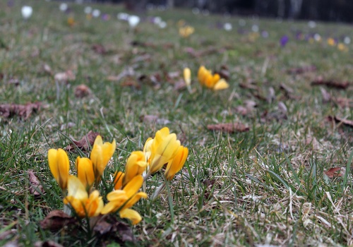 Ogrodowe oznaki wiosny