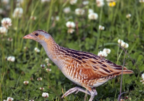 Przylatuje z zimowiska w nocy. Ten ptak prowadzi bardzo skryty tryb życia