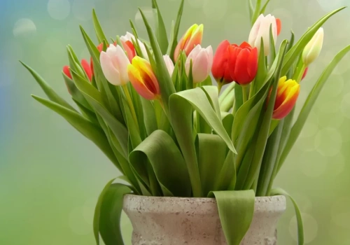 Życzenia na Dzień Kobiet od redakcji „Tygodnika Siedleckiego”