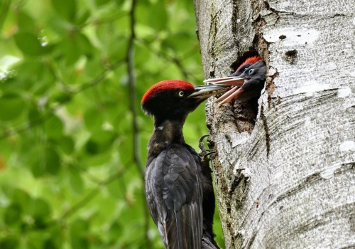Polski ptak obraca drzewa w perzynę. Mówią o nim 