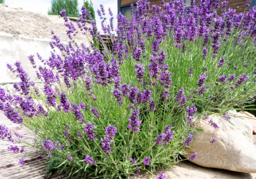Teraz jest moment na cięcie lawendy. Odda morze kwiatów