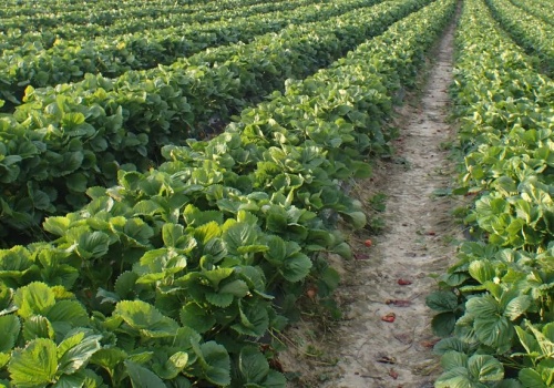 Truskawki pod presją chorób. Doradca radzi: zacznijcie ochronę wcześnie