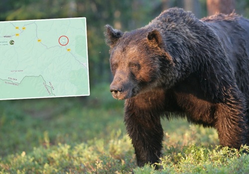 Był 300 m od domu, gdy z lasu wybiegł niedźwiedź. Dramat mężczyzny w Bieszczadach