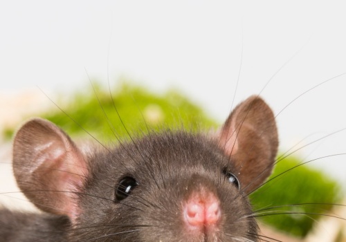 Domagają się praw dla szczurów. Dzisiaj giną one w męczarniach