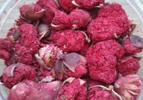 Nie liście, nie owoce. Napar z egzotycznych kwiatów działa jak naturalne wsparcie dla serca