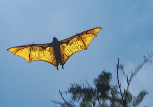 Są największe i najcięższe. Nie każdy wie, kim są te olbrzymy wśród ssaków