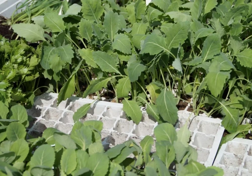 Co siać w marcu na rozsadę? Lista warzyw i terminy siewu