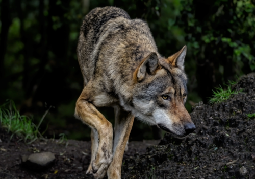 Najpierw Przyrów, teraz Janów. Kolejne sygnały o obecności wilków na terenie powiatu