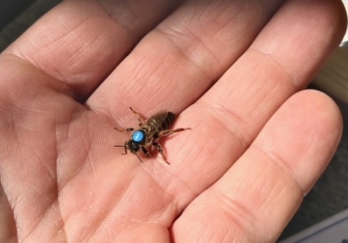 Gdy otwierasz słoik miodu, kryje się w nim historia milionów… pracowitych kobiet