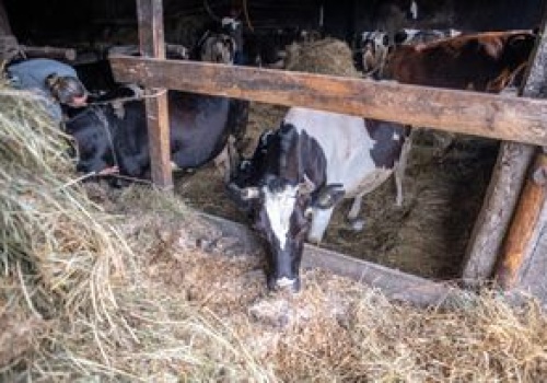 Gang złodziei bydła w rękach policji. Kradli krowy na Podlasiu