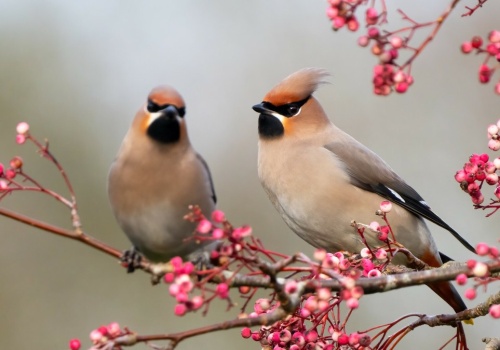 Przepiękny ptak z Północy wciąż jest w Polsce. Nadal nie odleciał