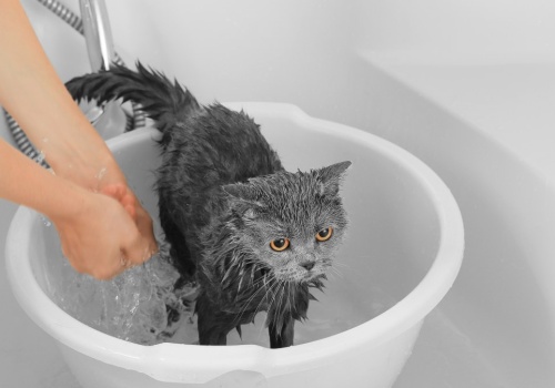 Koty nie lubią kąpieli. Dlaczego tak bardzo unikają wody? Jest powód