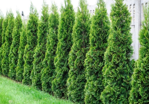 Jak wysoki może być żywopłot? Za takie tuje sąsiad może podać cię do sądu!