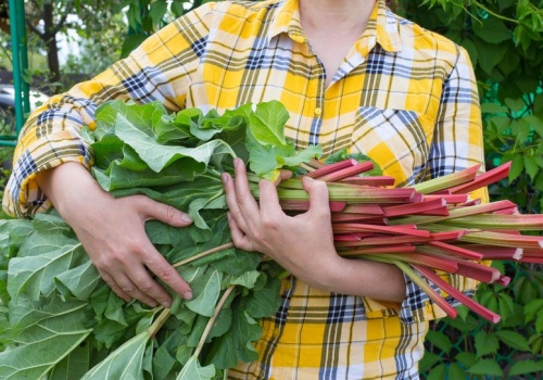​Wiosną podlewaj tym rabarbar. Takich soczystych plonów jeszcze nie miałeś