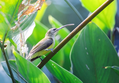 Tropikalne lasy deszczowe – bastiony bioróżnorodności ptaków