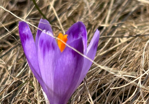 Dzień dobry, wiosno. Na Kalatówkach pojawiły się pierwsze krokusy