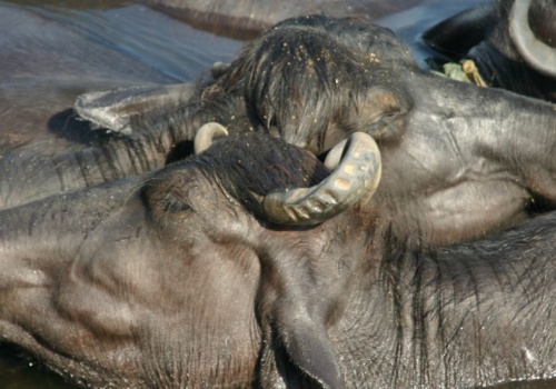 Wielka tajemnica ssaków. Dlaczego nie są bardziej kolorowe?