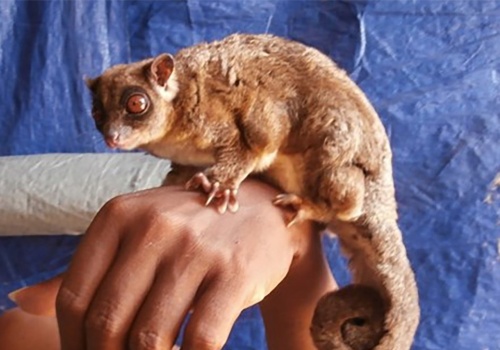 Znane były tylko ze skamieniałości. Nagle znaleźli żywe w lesie